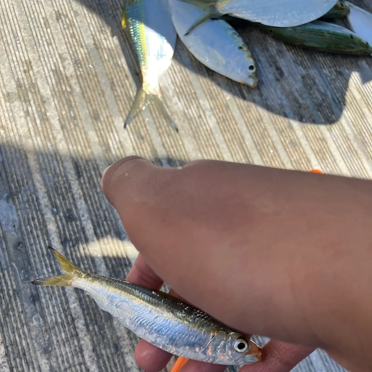 The most recent Round Scad catches on Fishbrain
