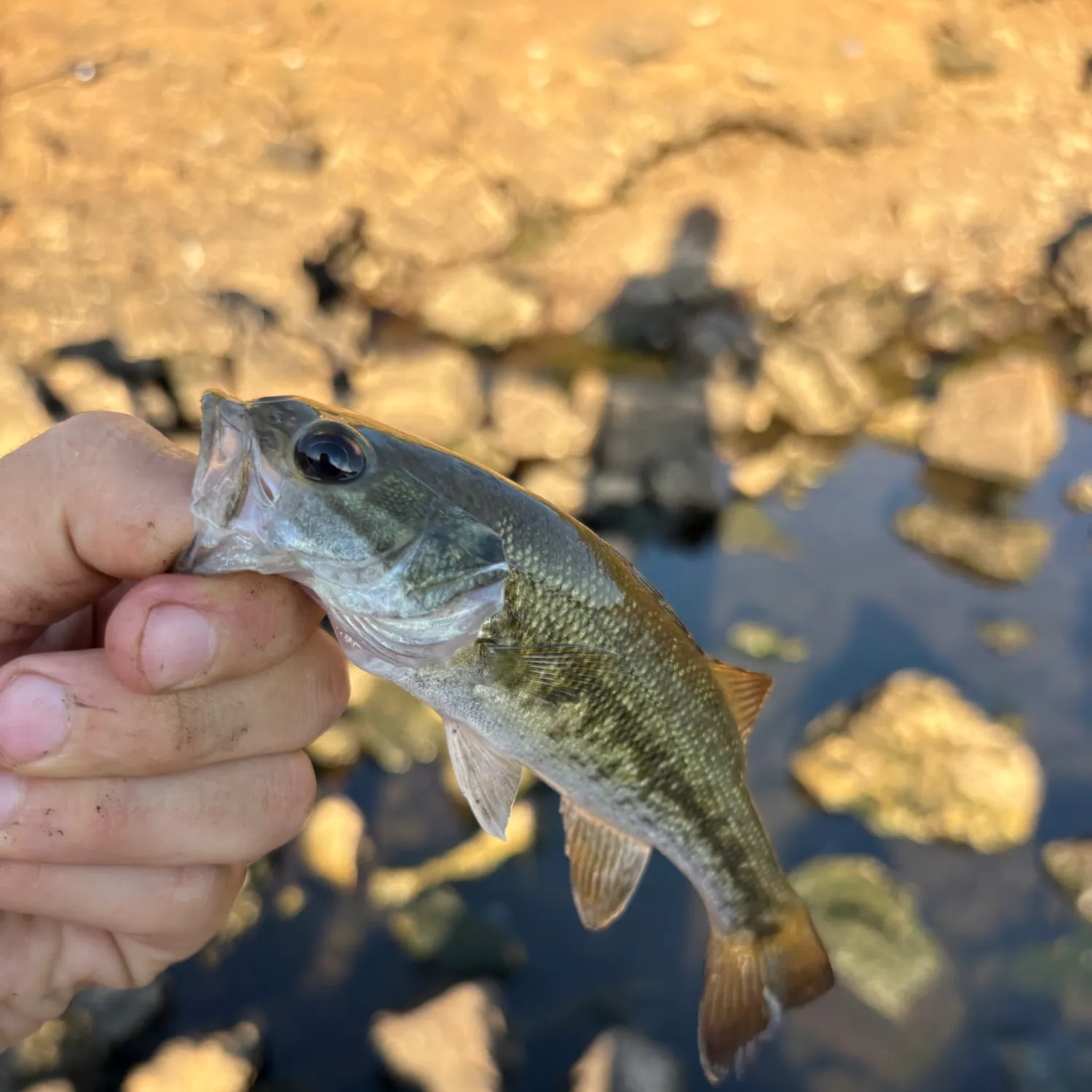 Spotted bass caught on Fishbrain