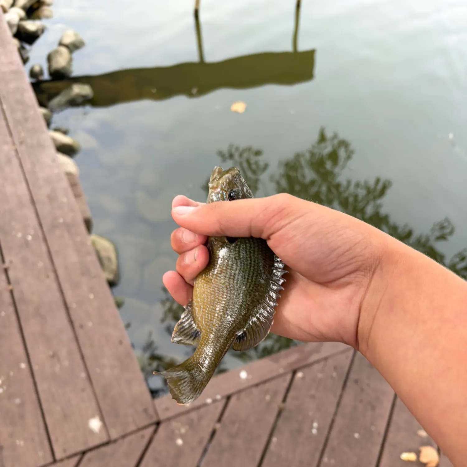 Green sunfish caught on Fishbrain