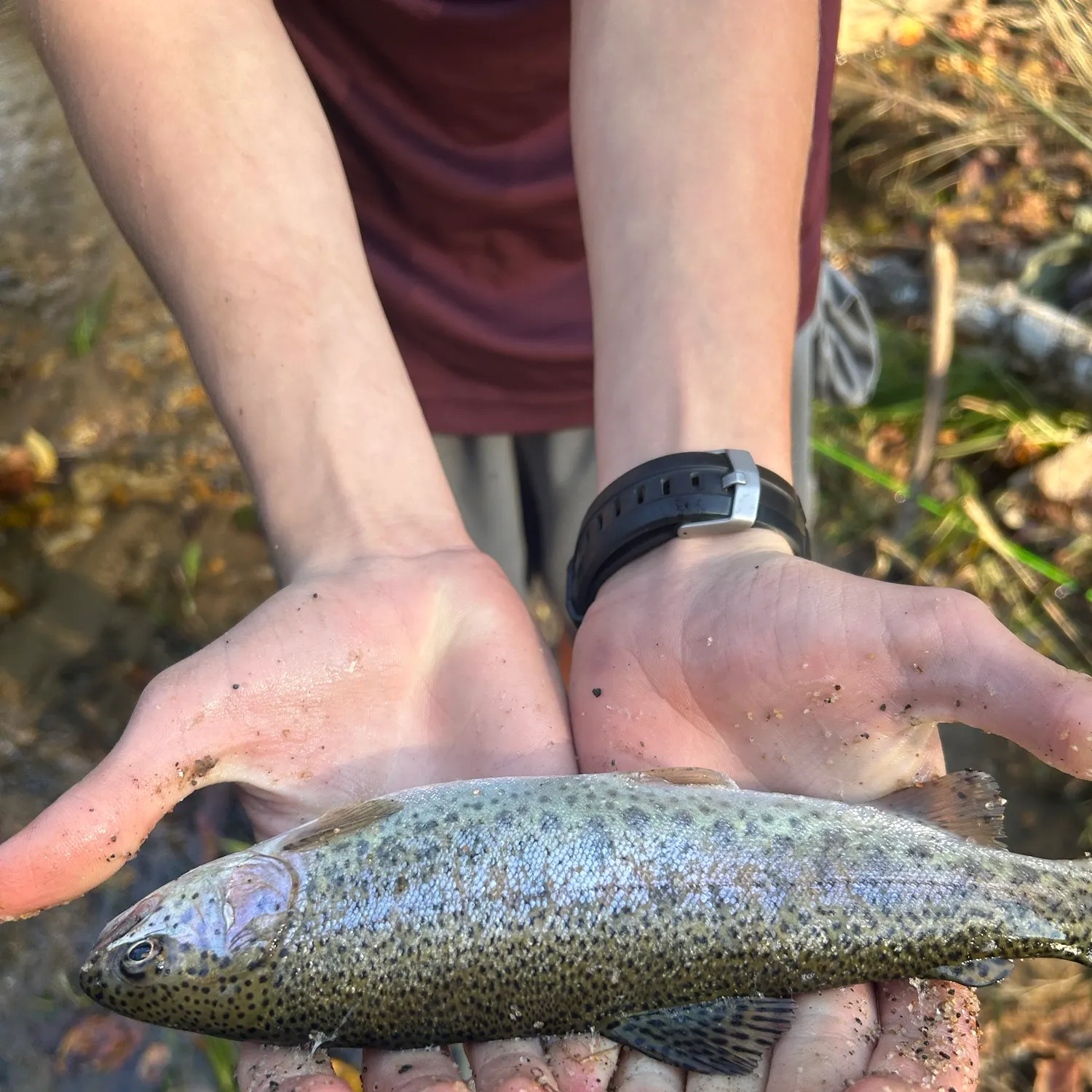 Rainbow trout caught on Fishbrain