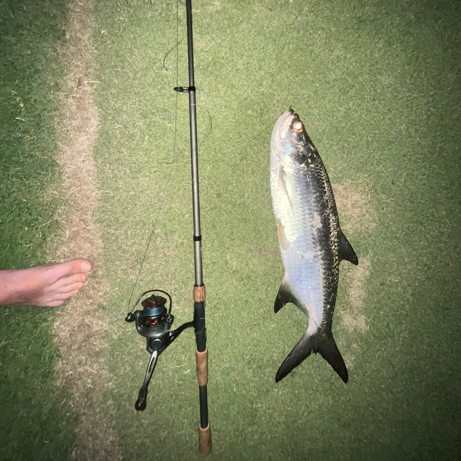 The most recent Tarpon catches on Fishbrain