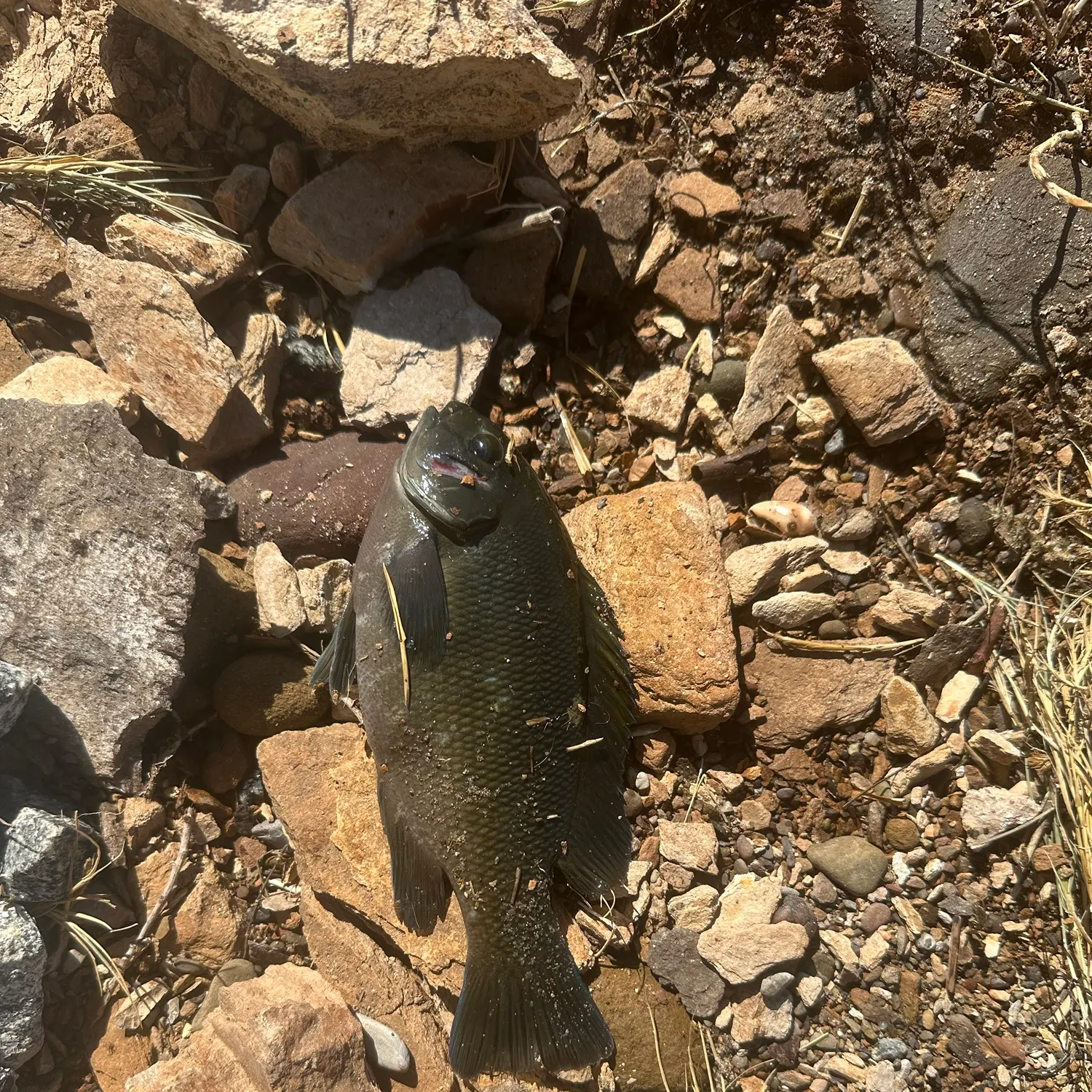The most recent Opaleye catches on Fishbrain