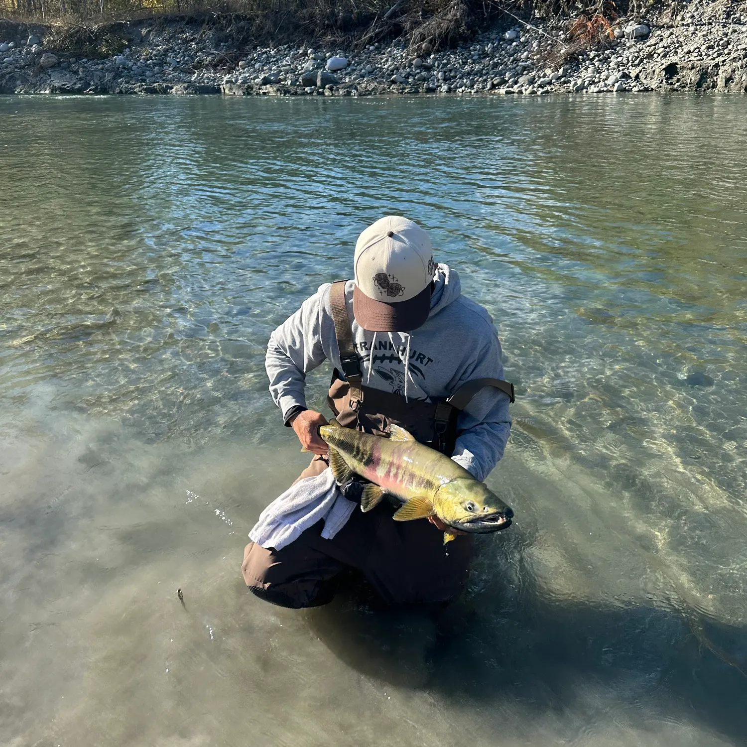 Chum salmon caught on Fishbrain
