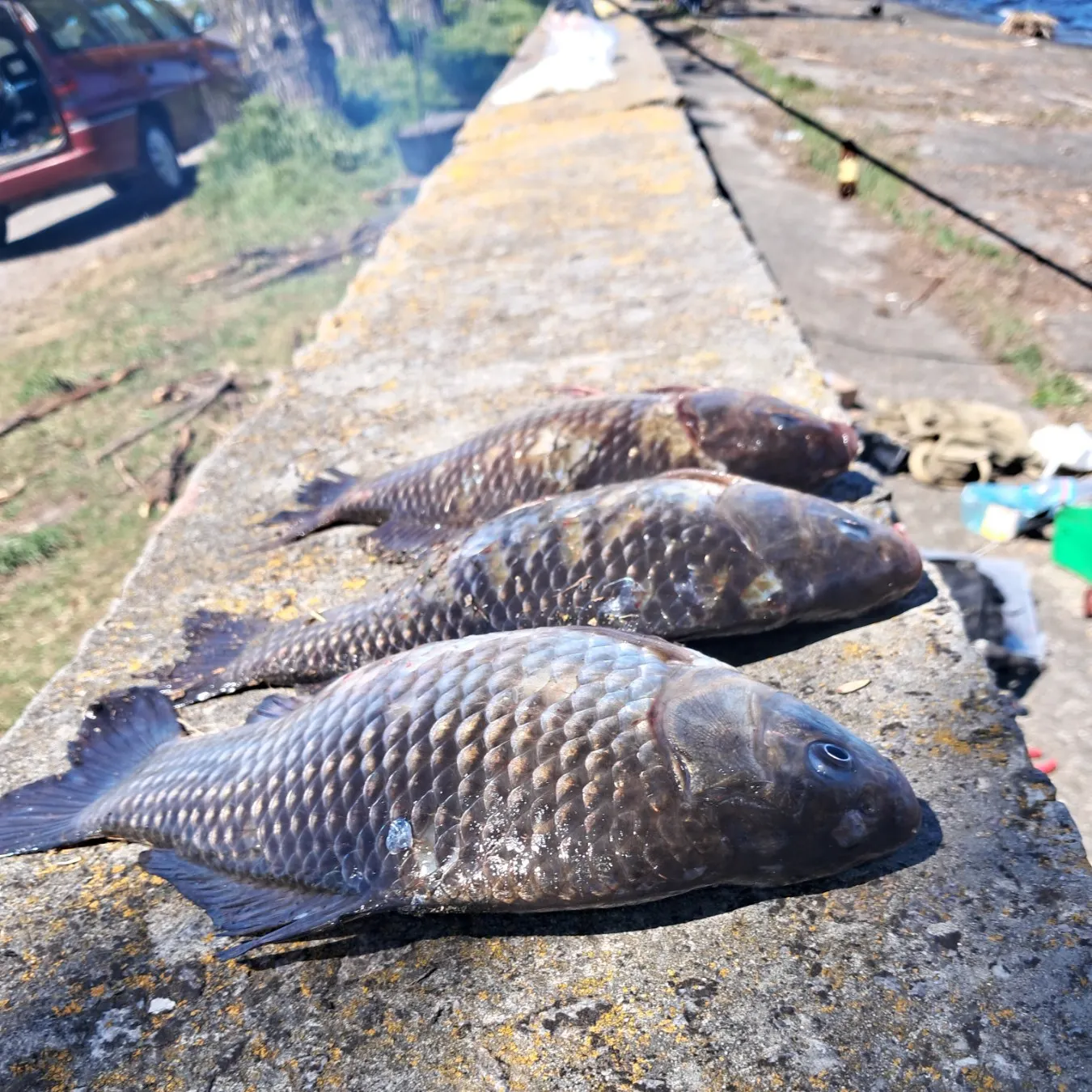 recently logged catches