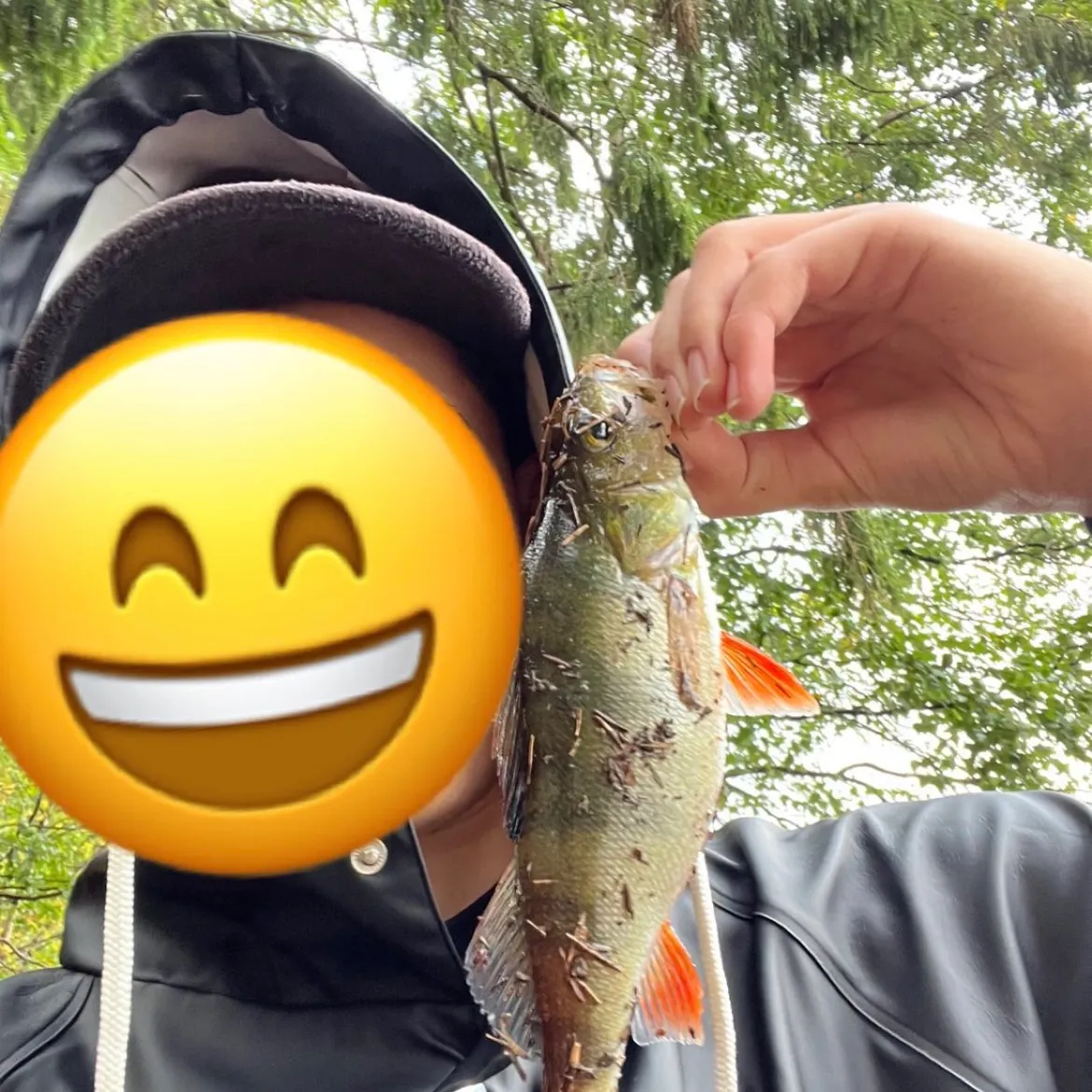 European perch caught on Fishbrain