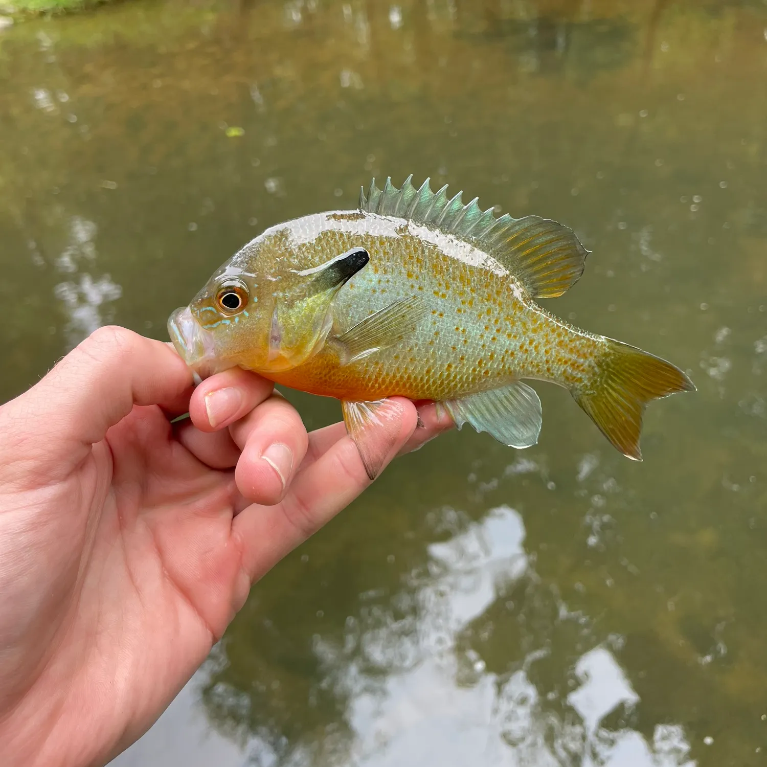 Bluegill caught on Fishbrain