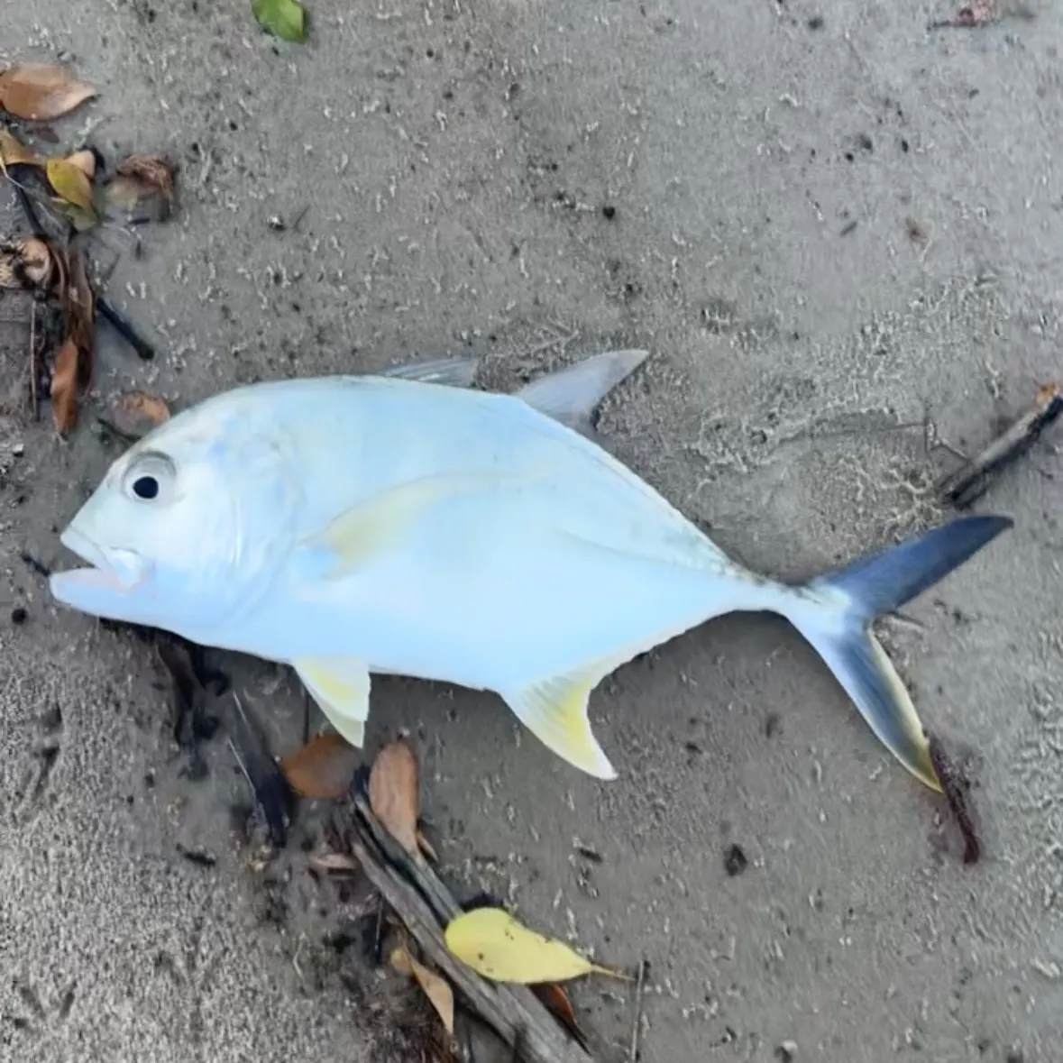 The most recent Giant trevally catches on Fishbrain