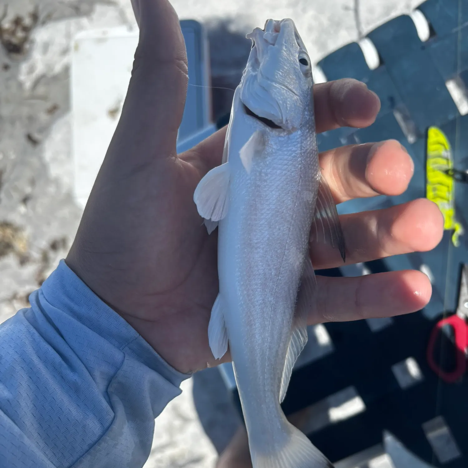 The most recent Gulf kingcroaker catches on Fishbrain