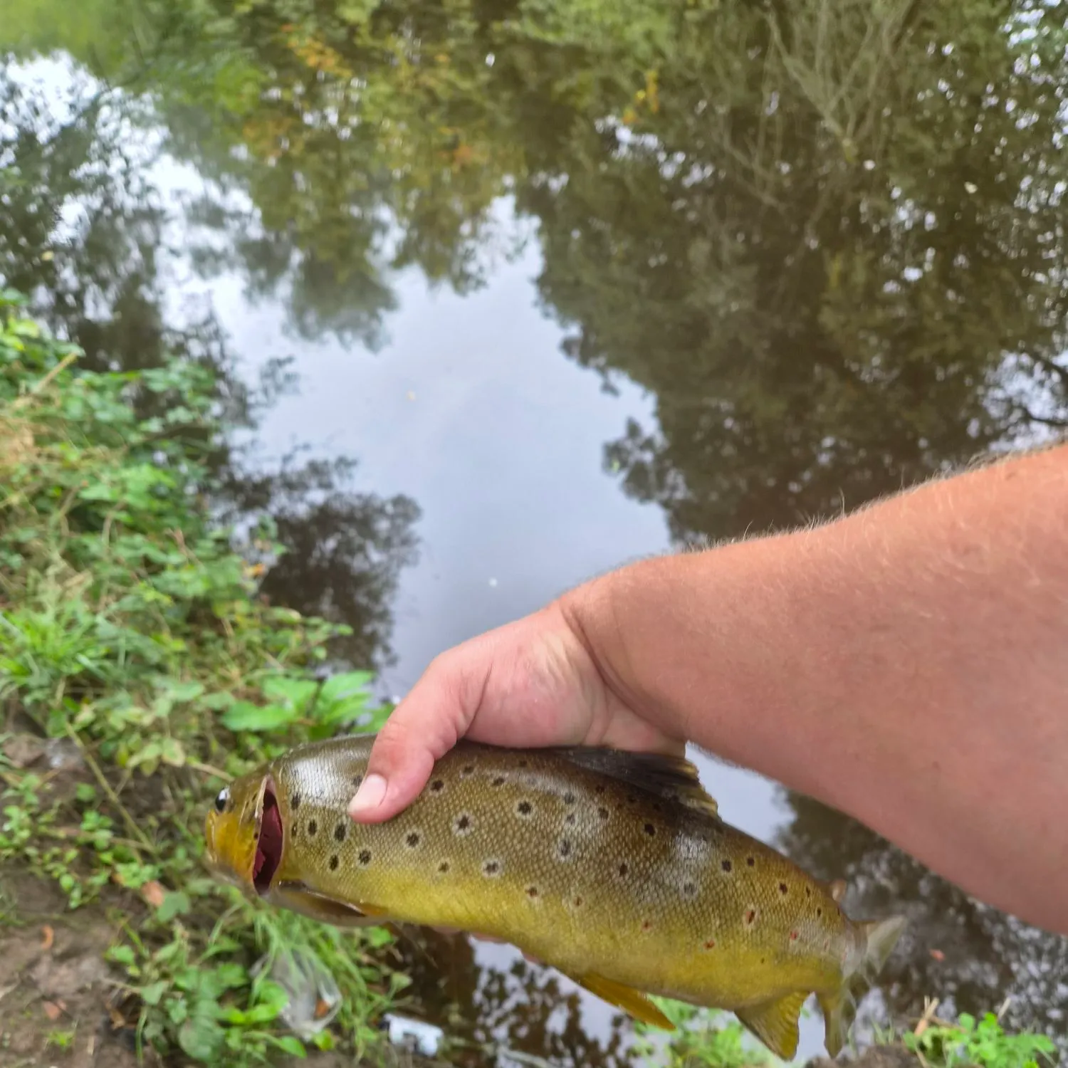 Fish caught on Fishbrain
