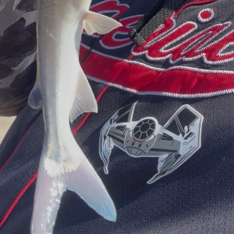 Gafftopsail sea catfish caught on Fishbrain