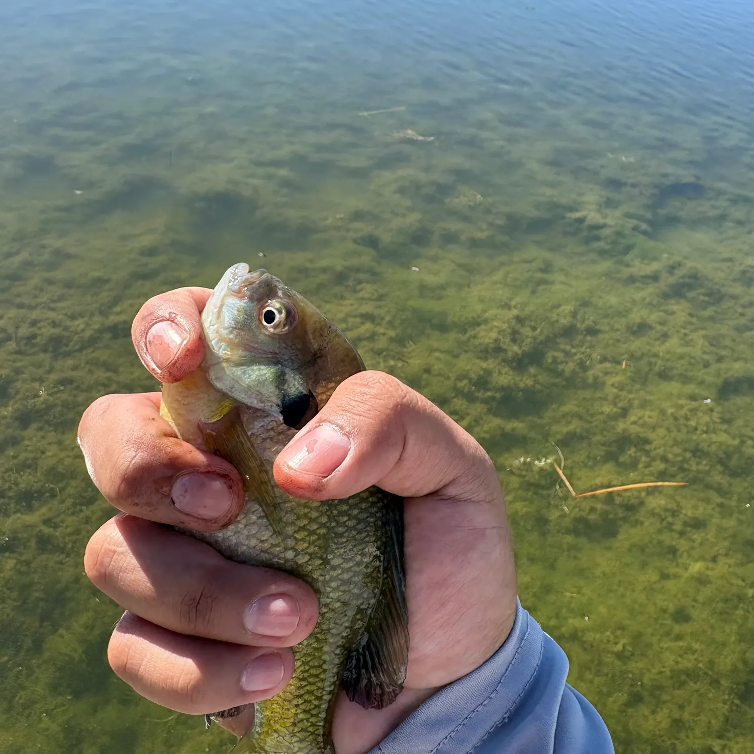 Bluegill caught on Fishbrain