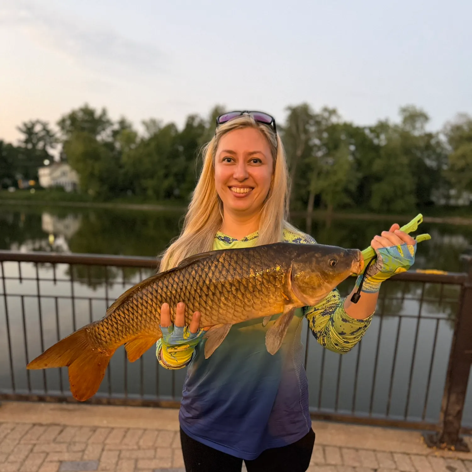 Common carp caught on Fishbrain