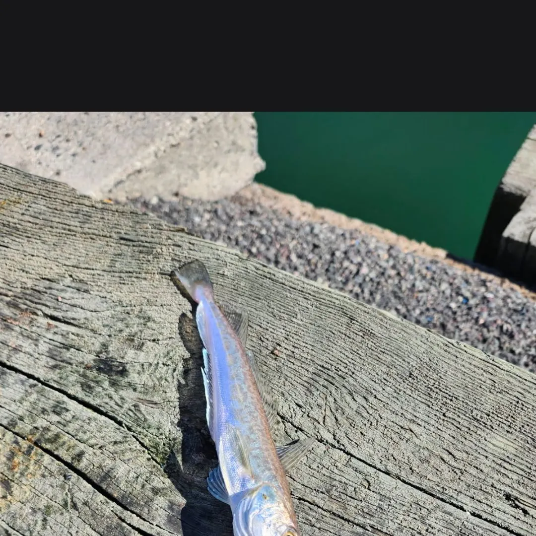 The most recent Silver hake catches on Fishbrain
