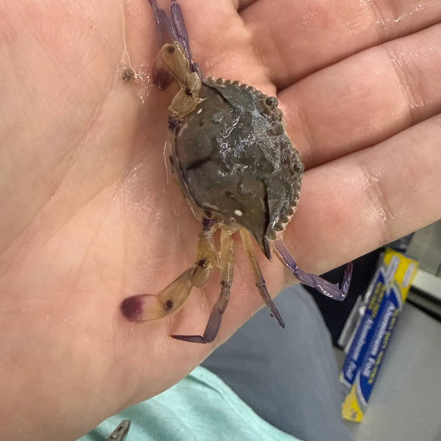 The most recent Blue land crab catches on Fishbrain