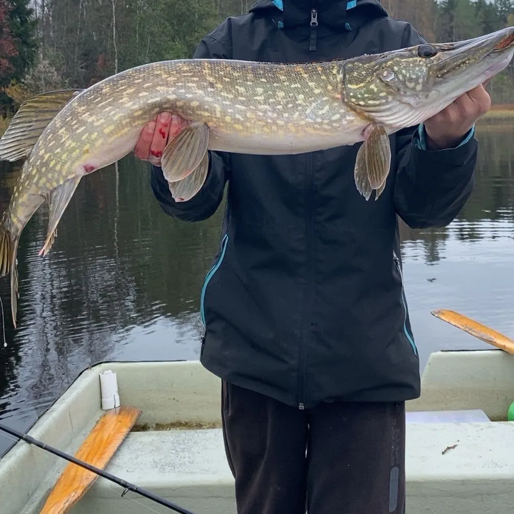 Northern pike caught on Fishbrain