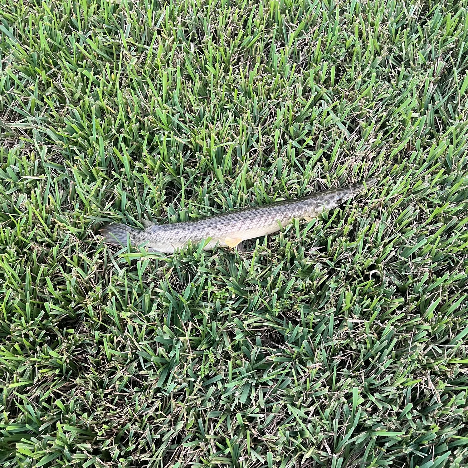 Florida gar caught on Fishbrain