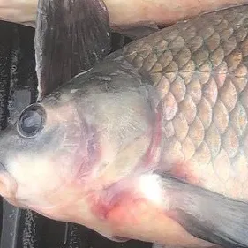 The most recent Smallmouth buffalo catches on Fishbrain
