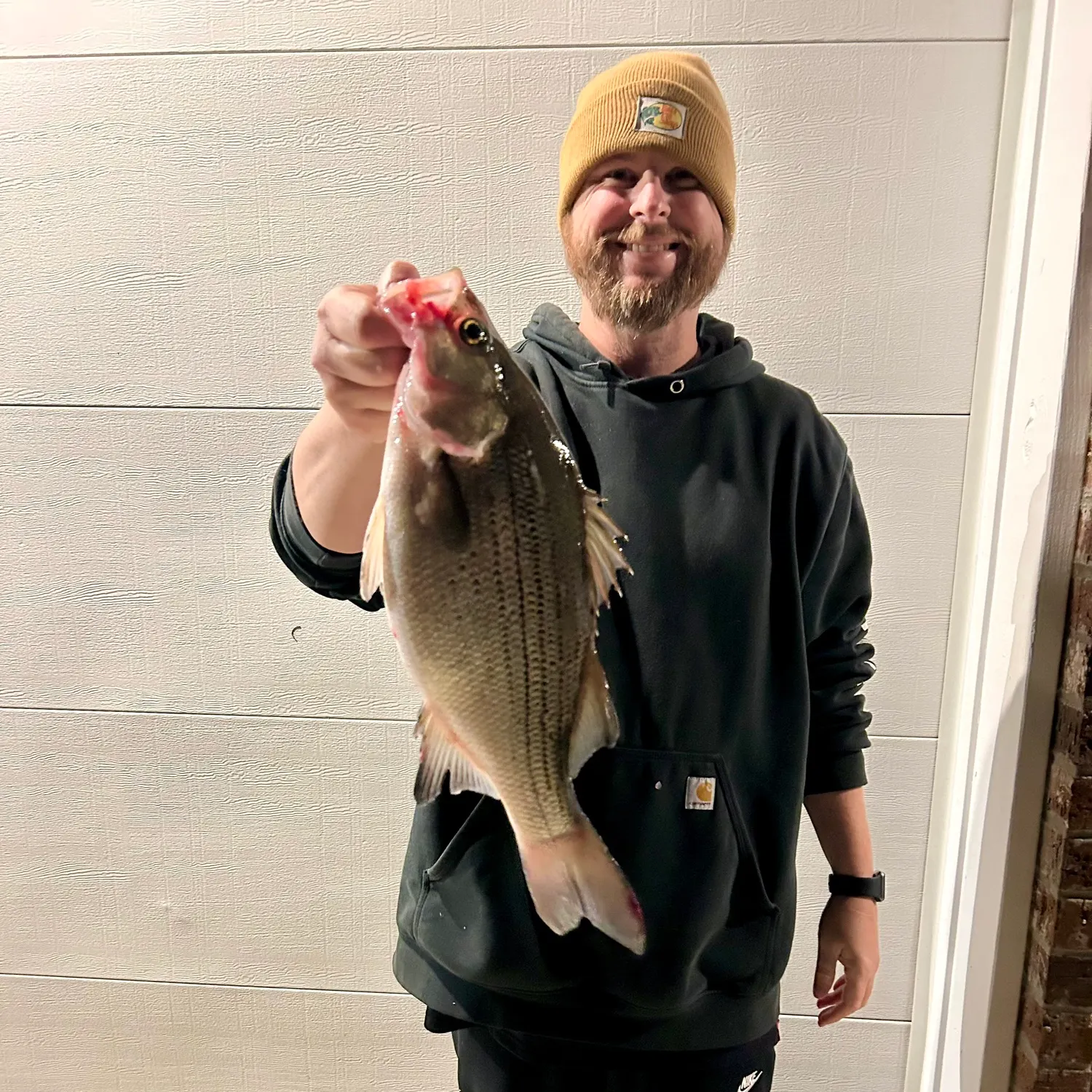 The most recent White bass catches on Fishbrain