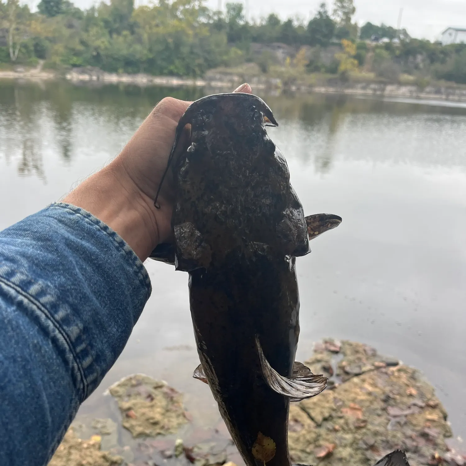 Flathead catfish caught on Fishbrain
