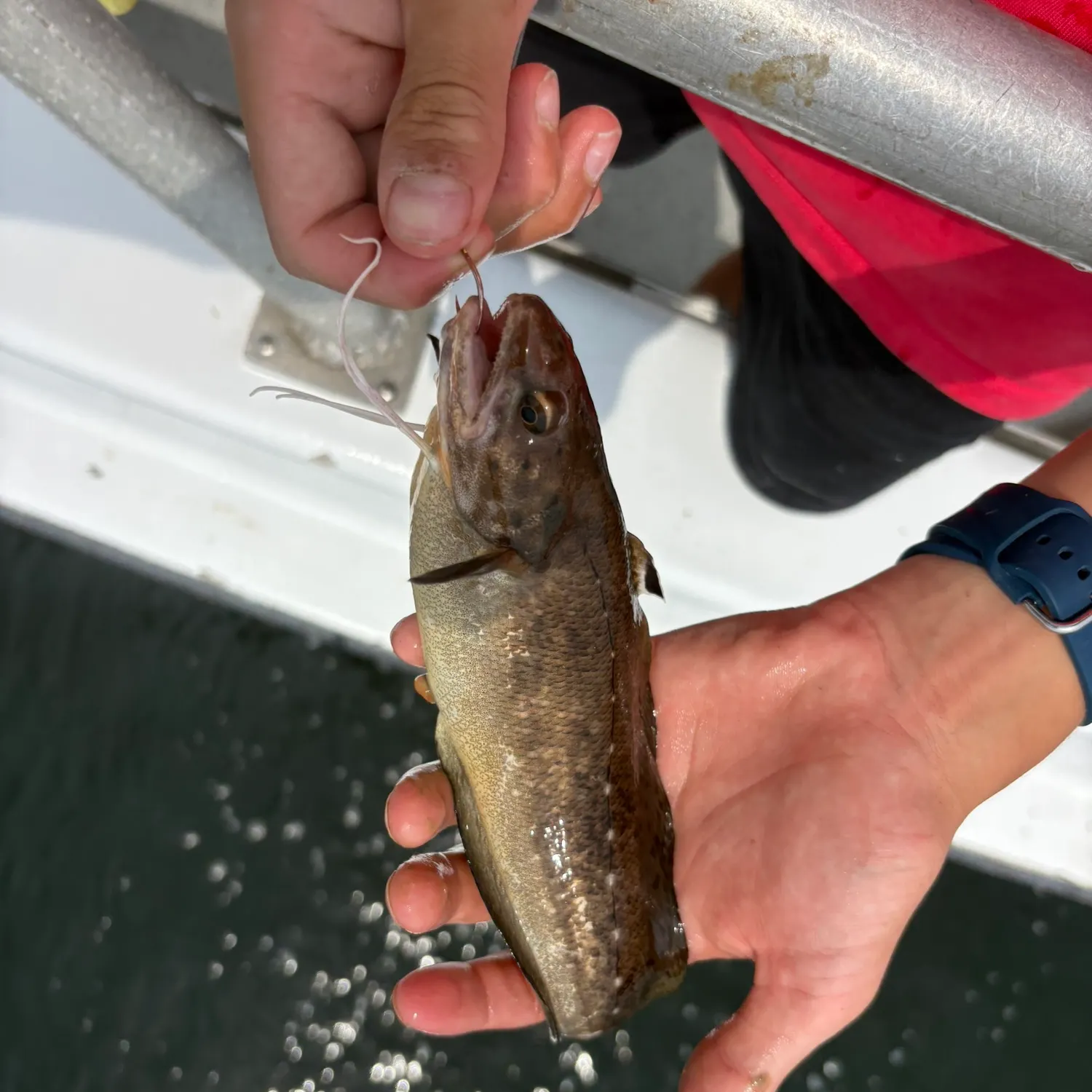 Red hake caught on Fishbrain