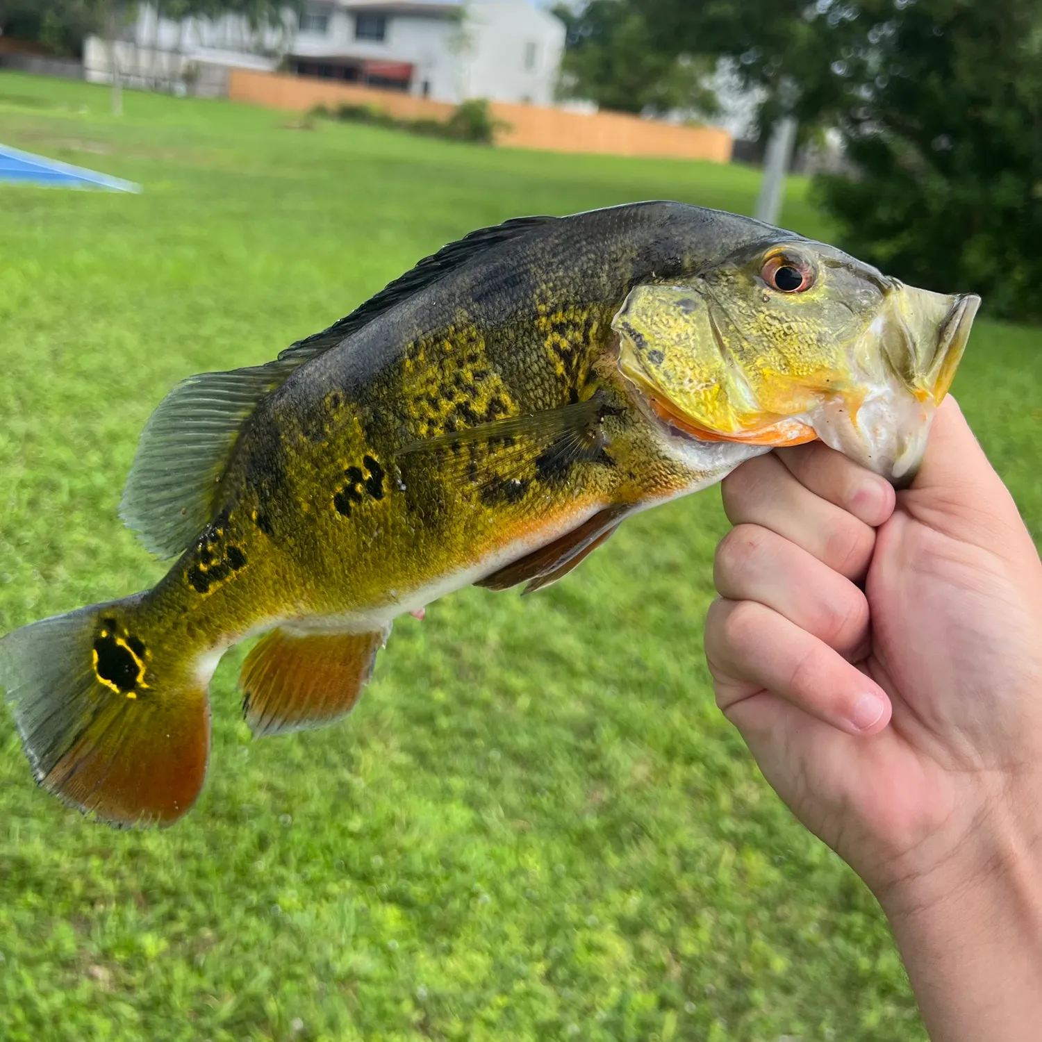 Butterfly peacock bass caught on Fishbrain