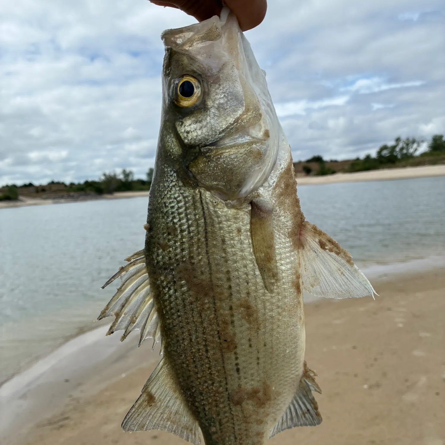 White bass caught on Fishbrain
