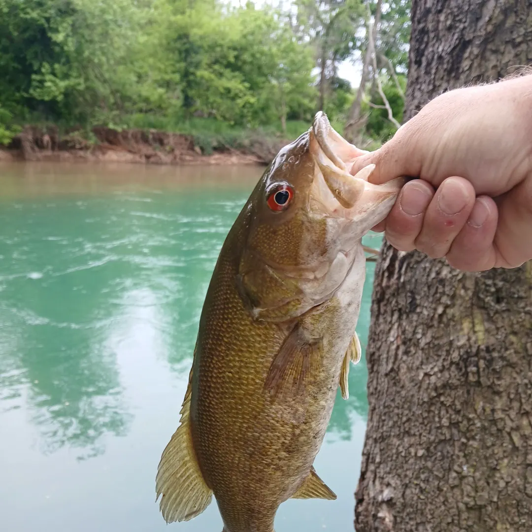 most liked catch image