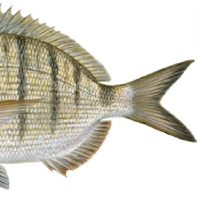 White seabream caught on Fishbrain
