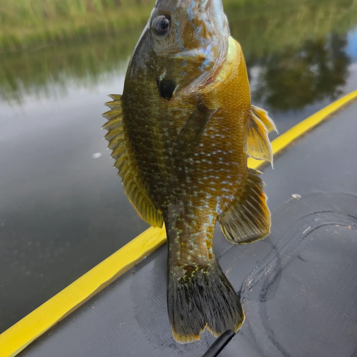 Greengill hybrid caught on Fishbrain