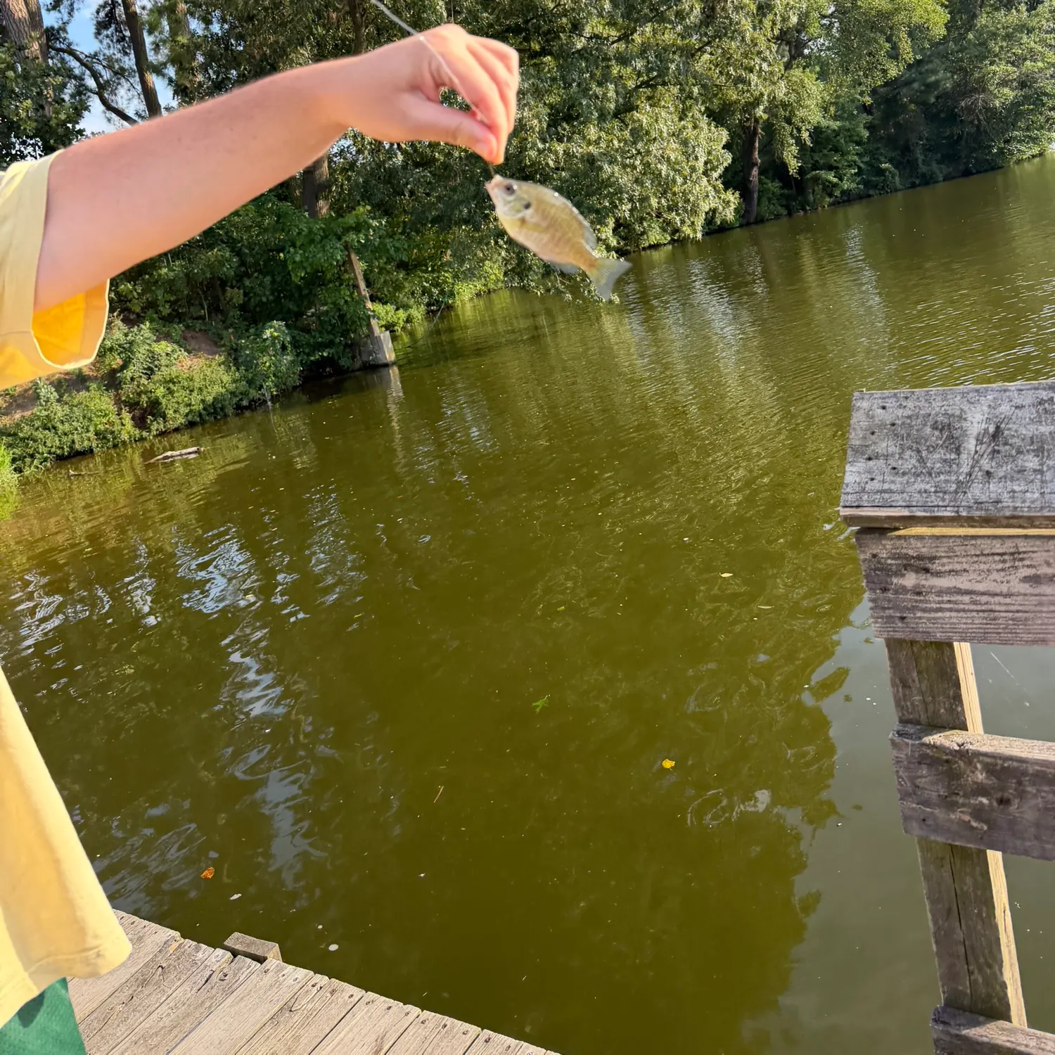 Bluegill caught on Fishbrain