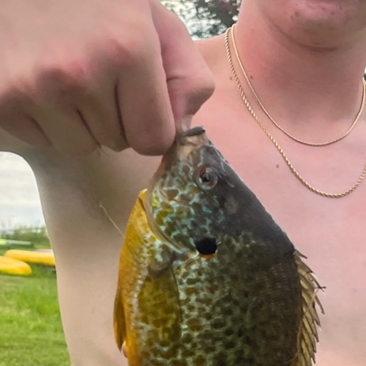 Pumpkinseed caught on Fishbrain