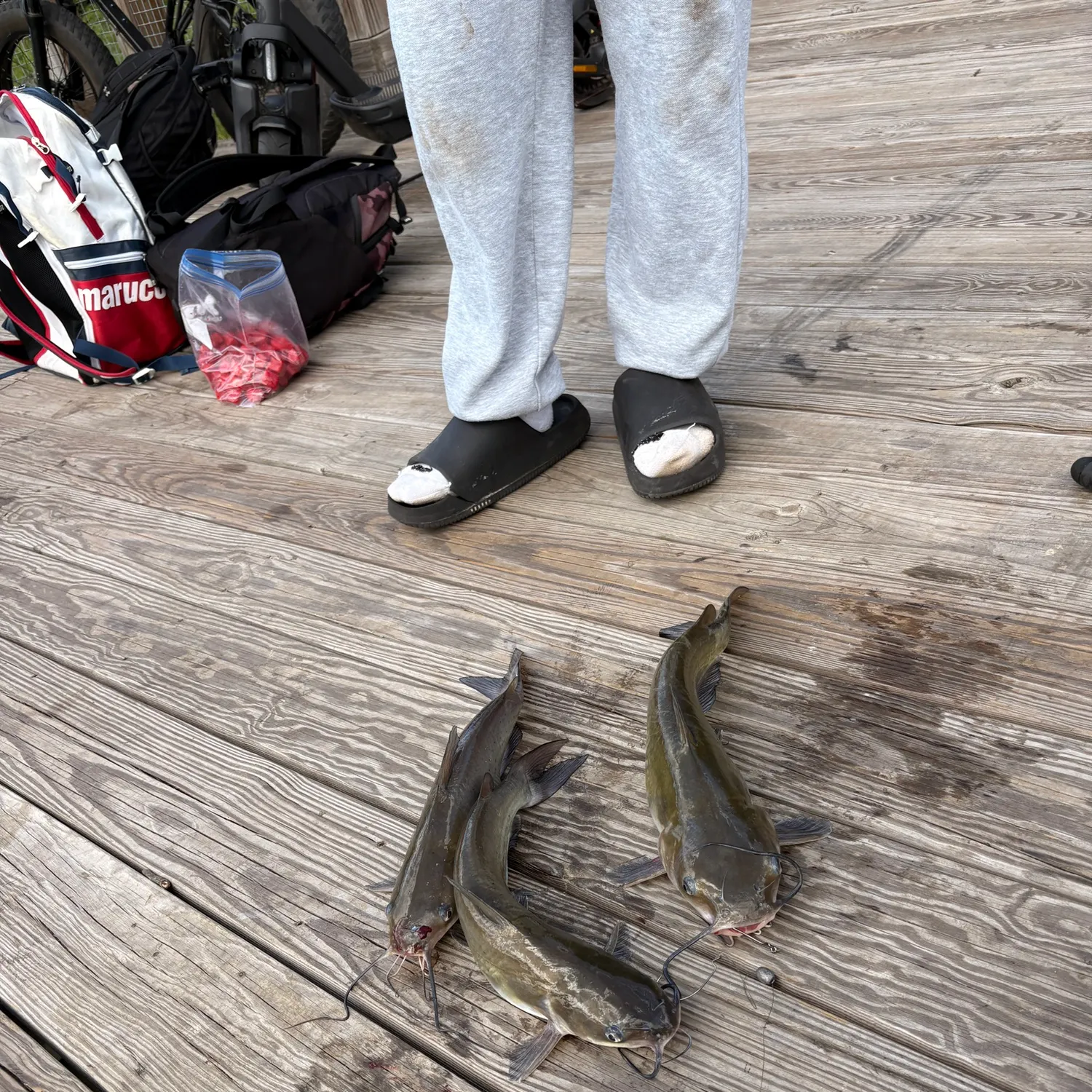 recently logged catches