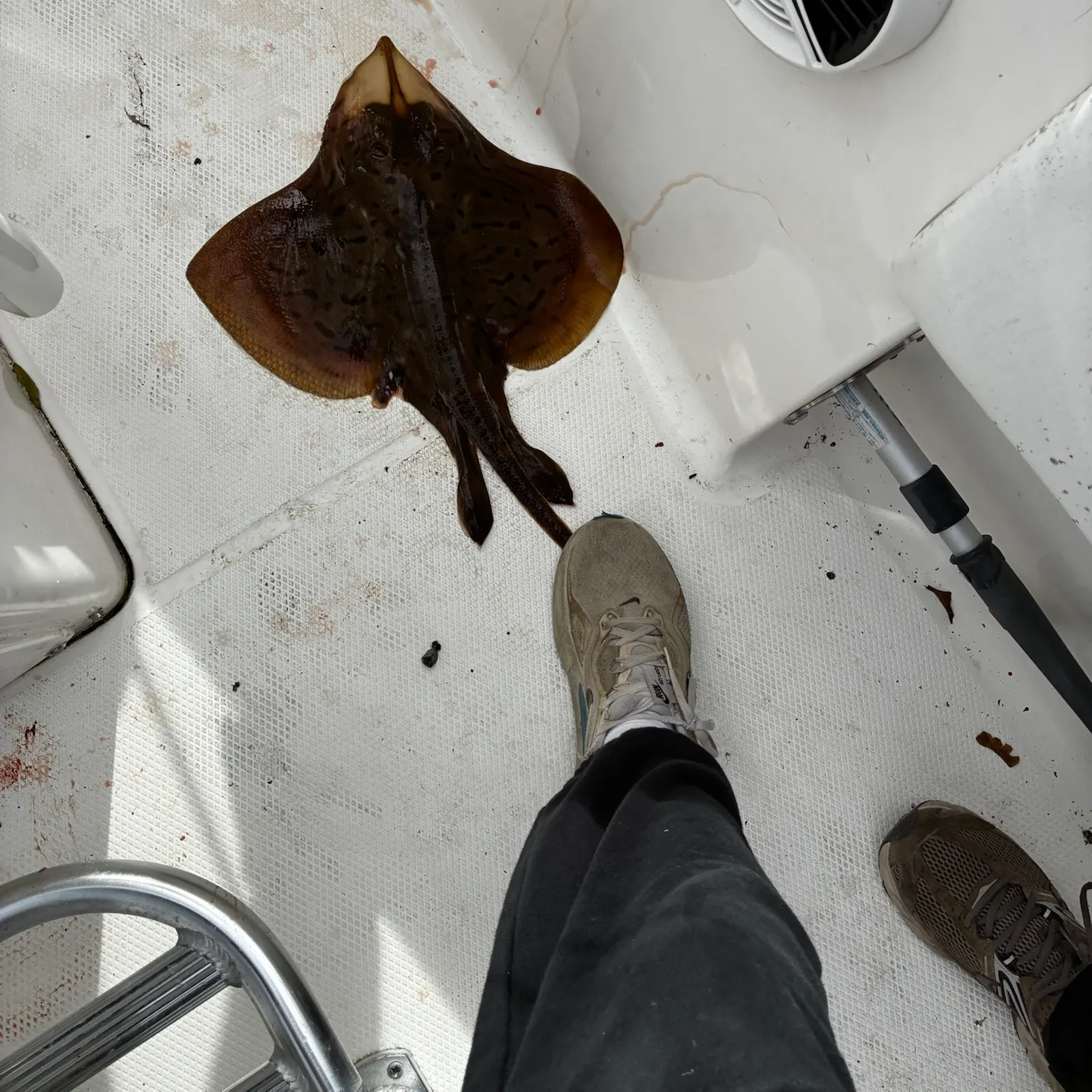 The most recent Winter skate catches on Fishbrain