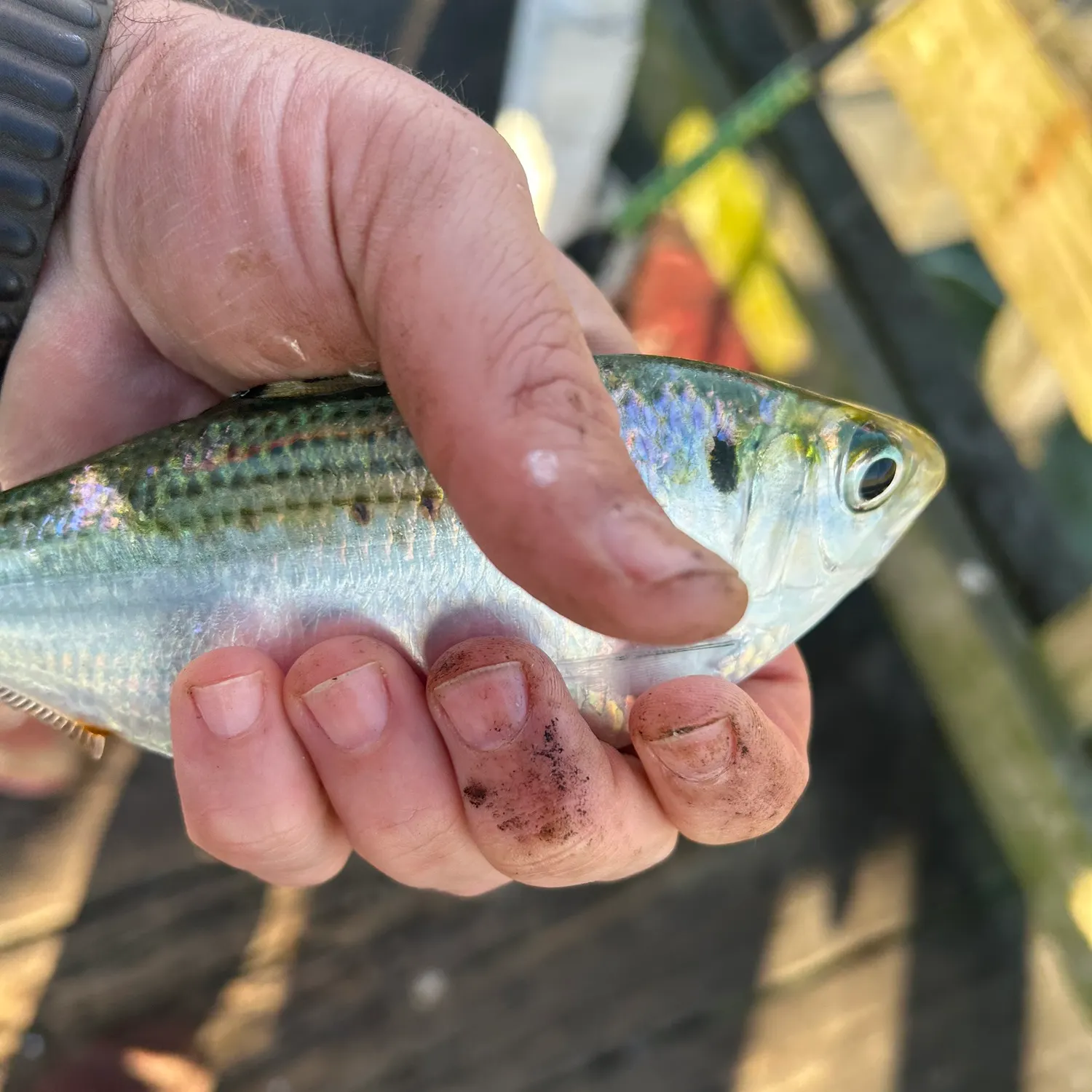 The most recent Atlantic thread herring catches on Fishbrain