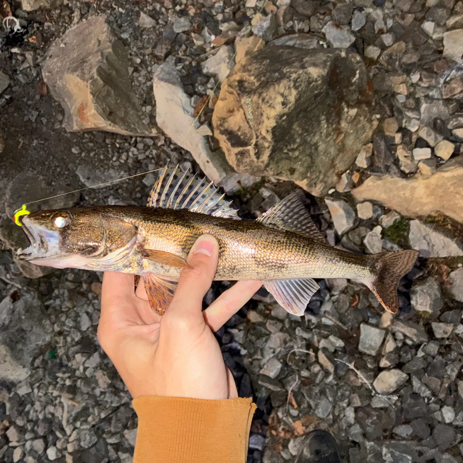 Sauger caught on Fishbrain