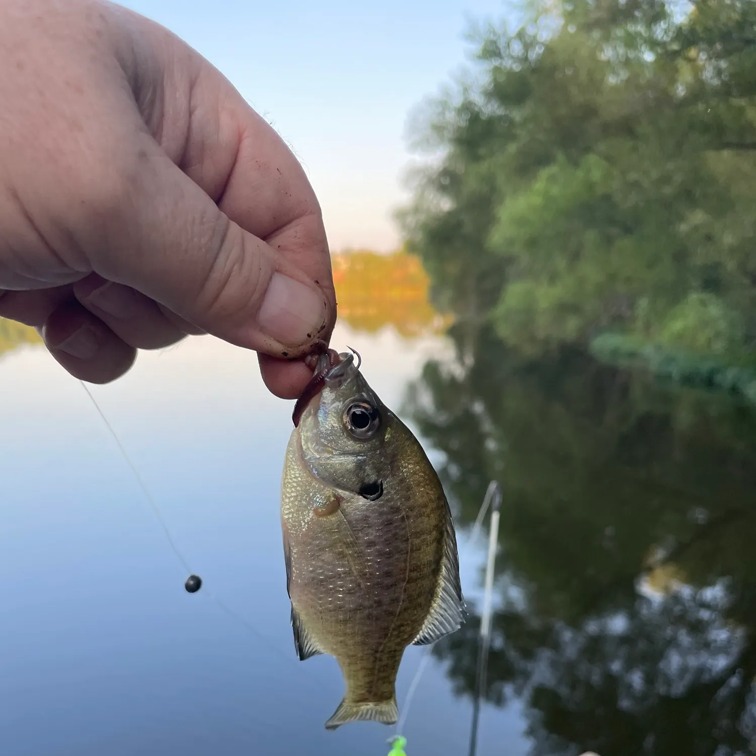 Bluegill caught on Fishbrain