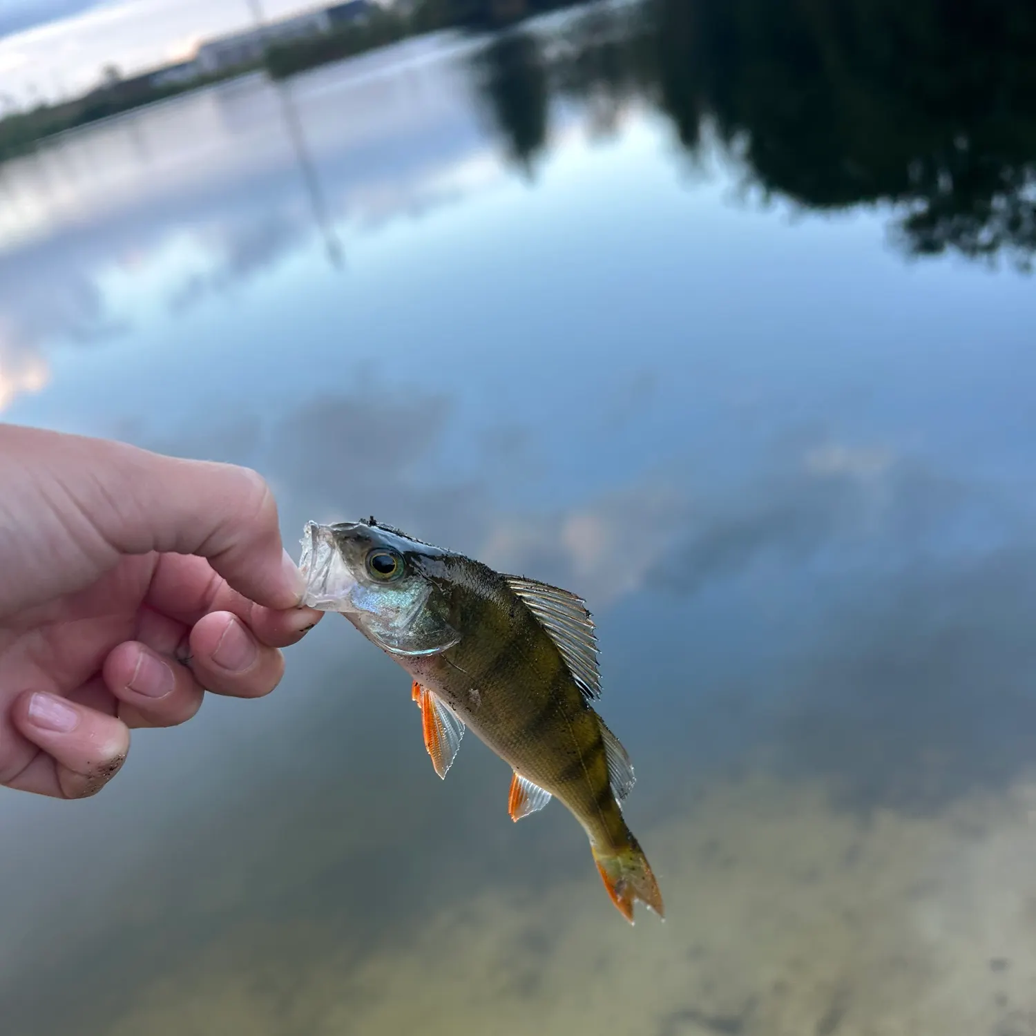 European perch caught on Fishbrain
