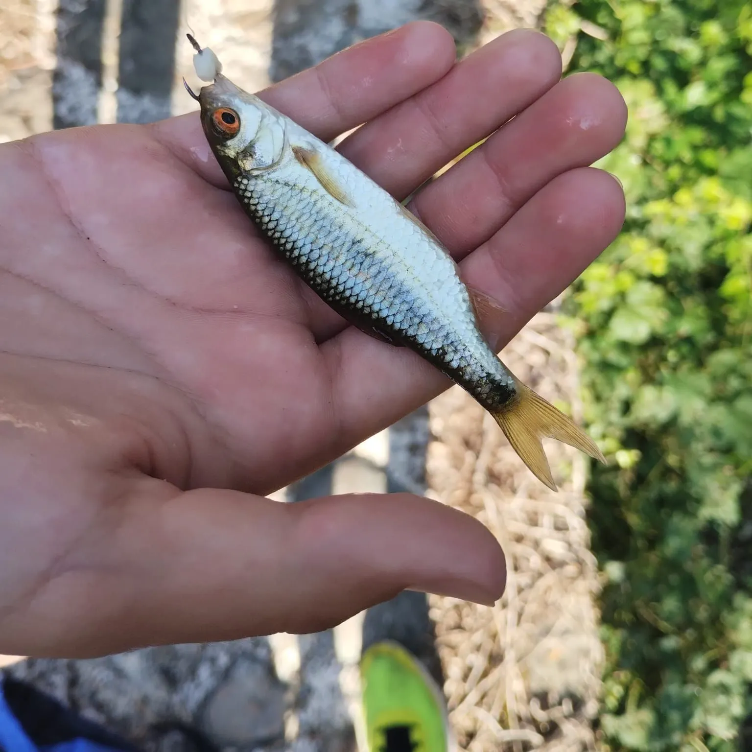 The most recent Rutilus aula catches on Fishbrain