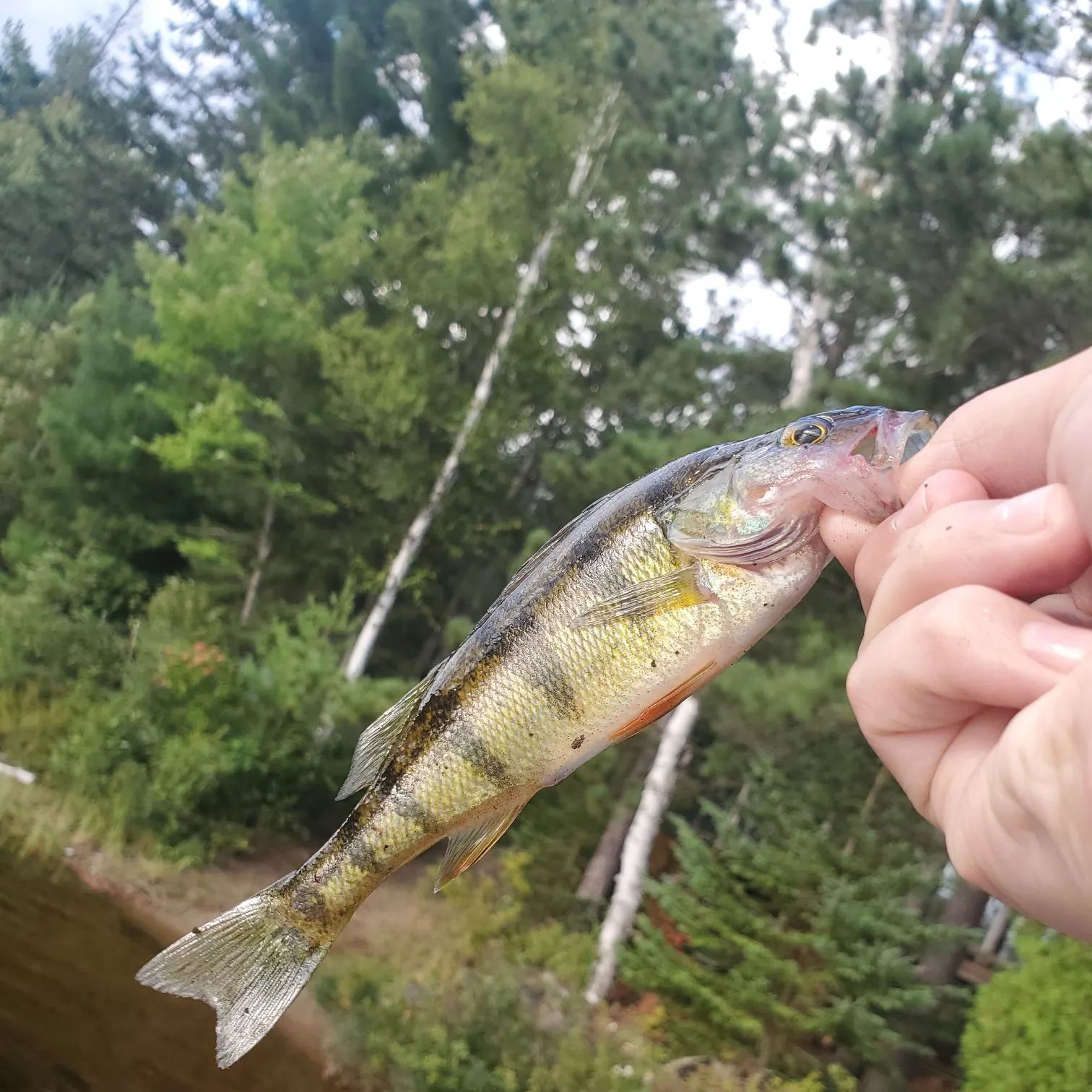 Yellow perch caught on Fishbrain