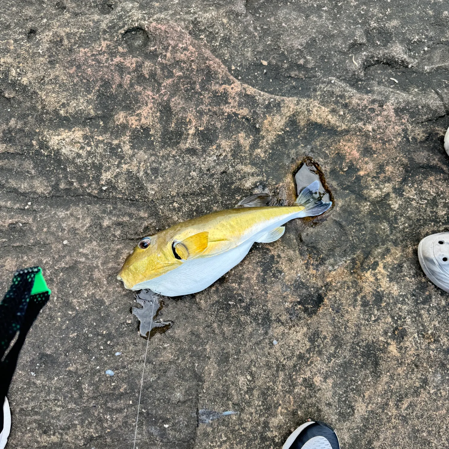 The most recent Half-smooth golden pufferfish catches on Fishbrain