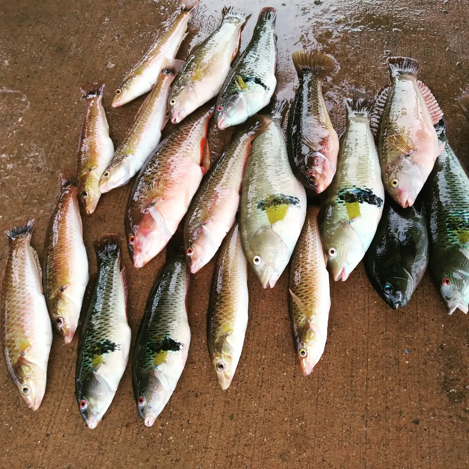 recently logged catches