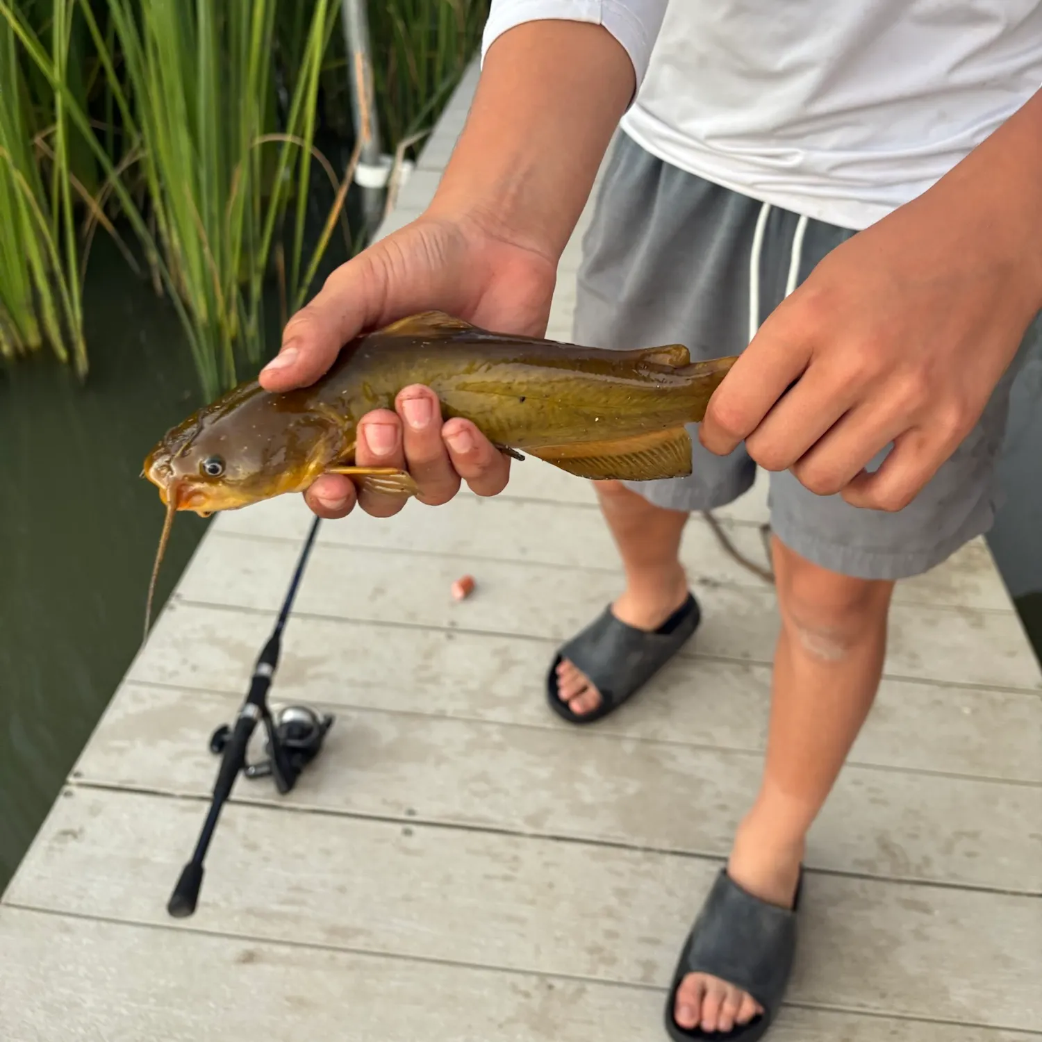 Yellow bullhead caught on Fishbrain