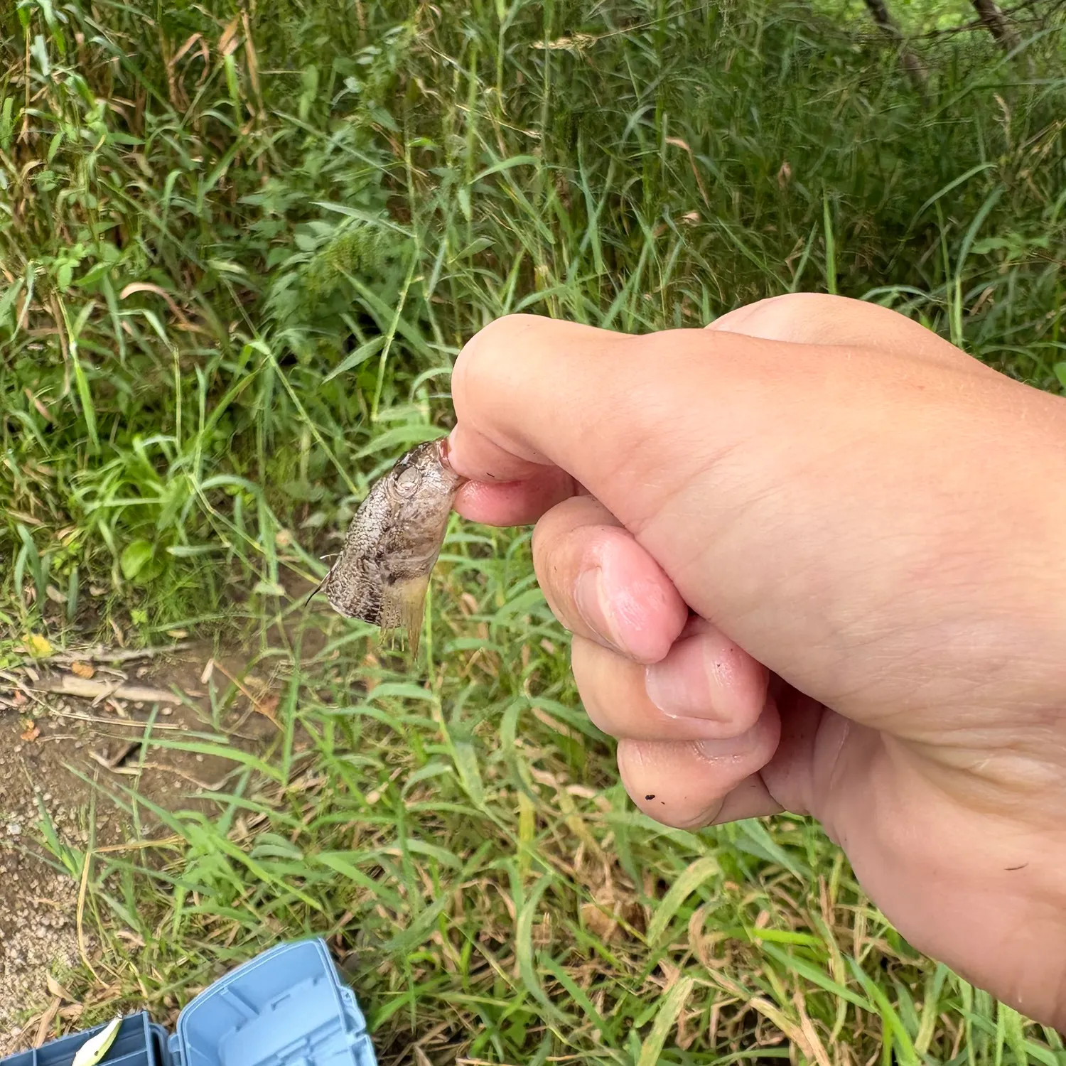 Round goby caught on Fishbrain