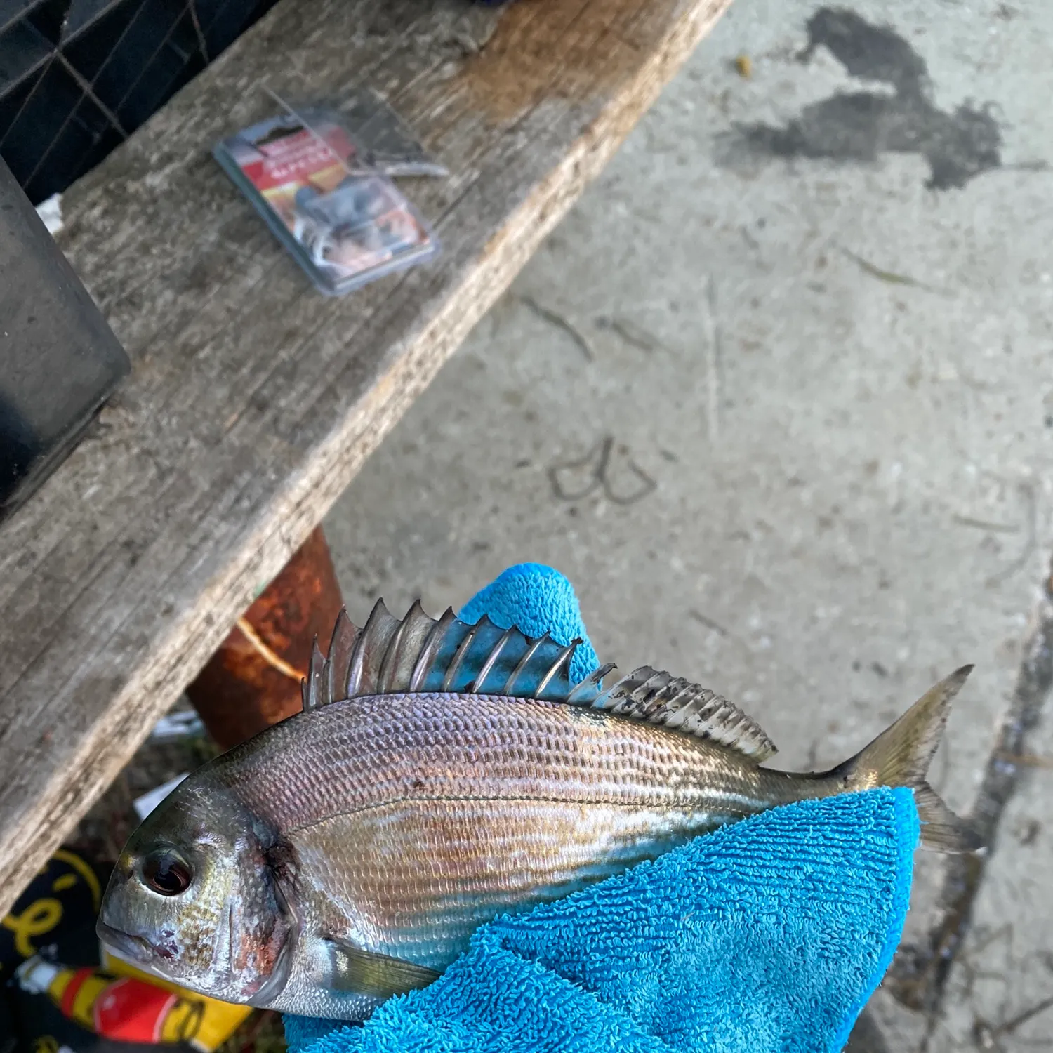 Fish caught on Fishbrain