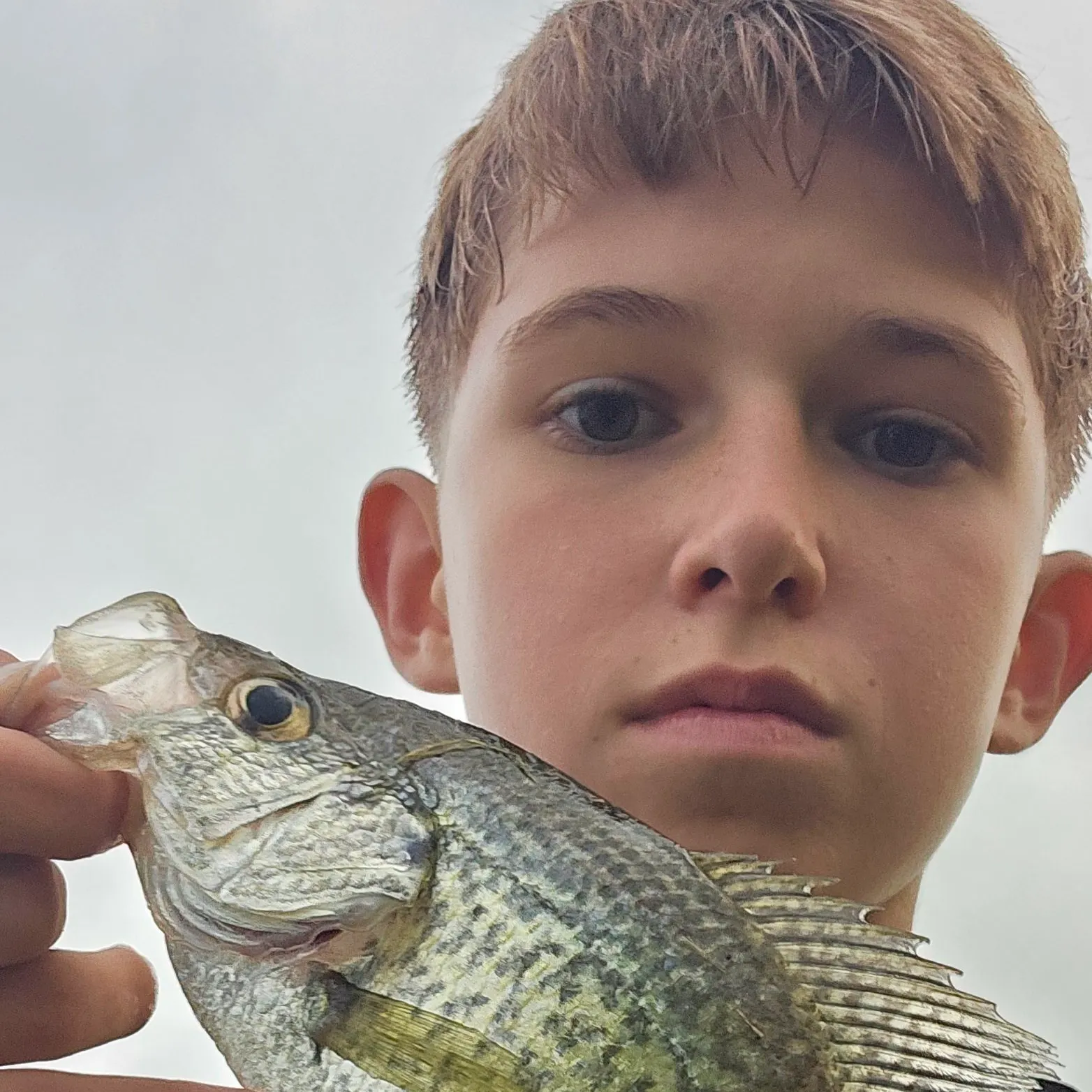 Black crappie caught on Fishbrain