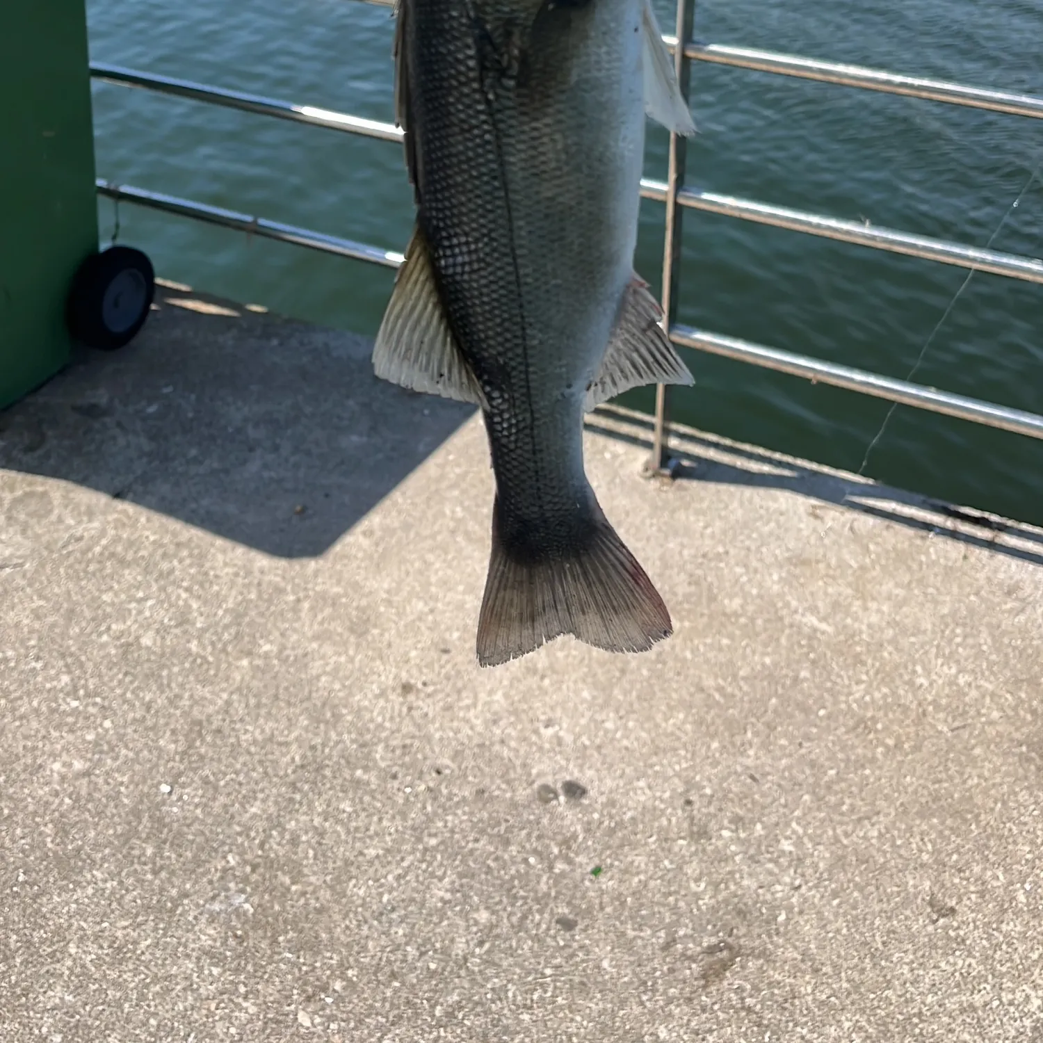 Fish caught on Fishbrain