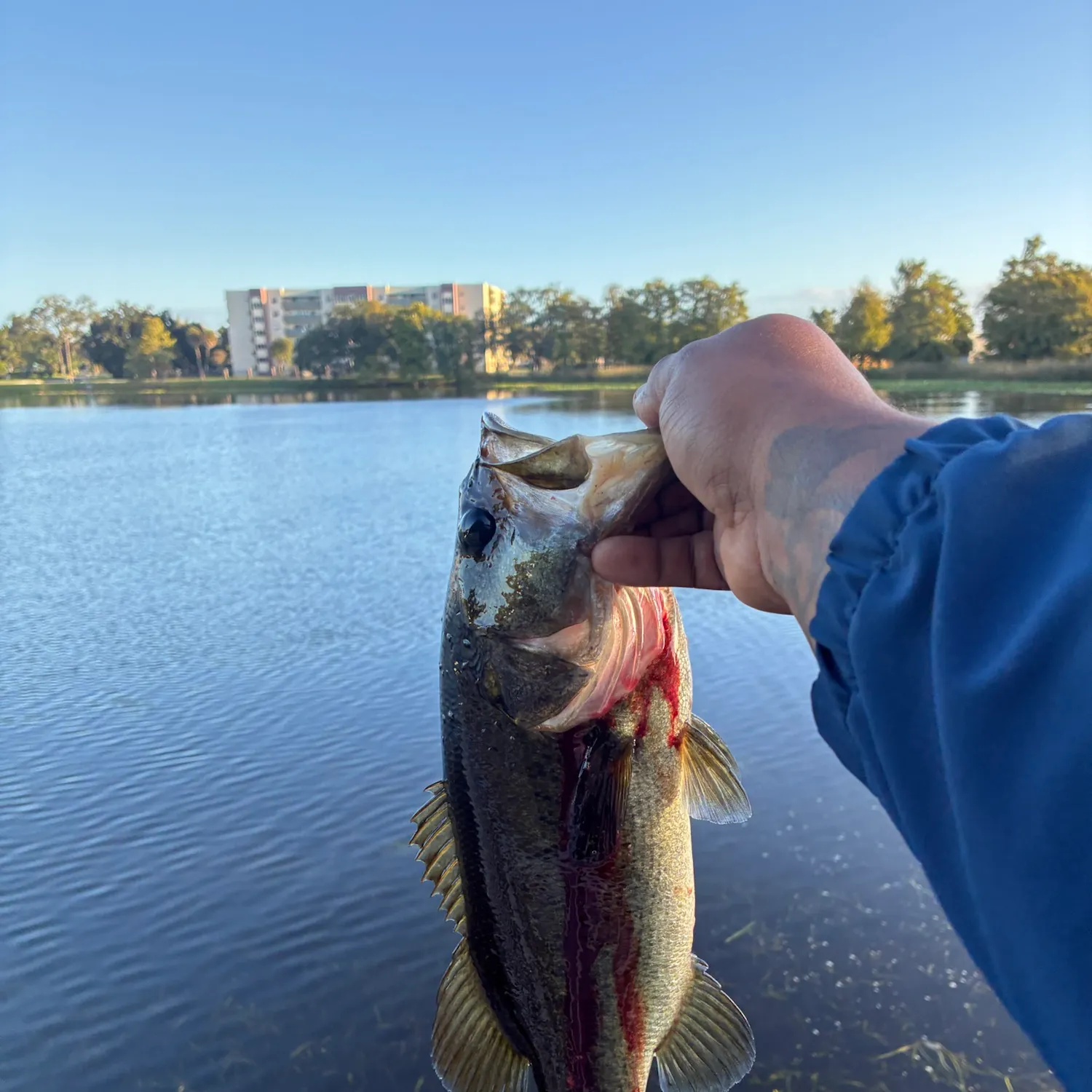 Largemouth bass caught on Fishbrain
