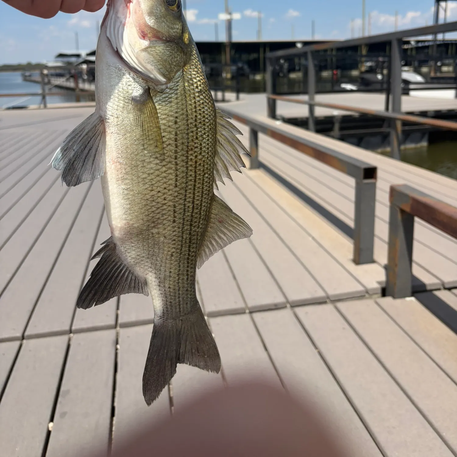 White bass caught on Fishbrain