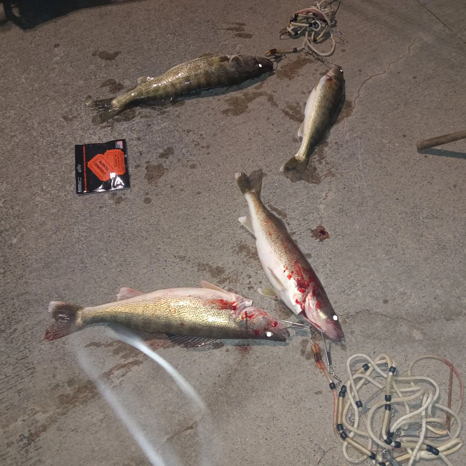 recently logged catches