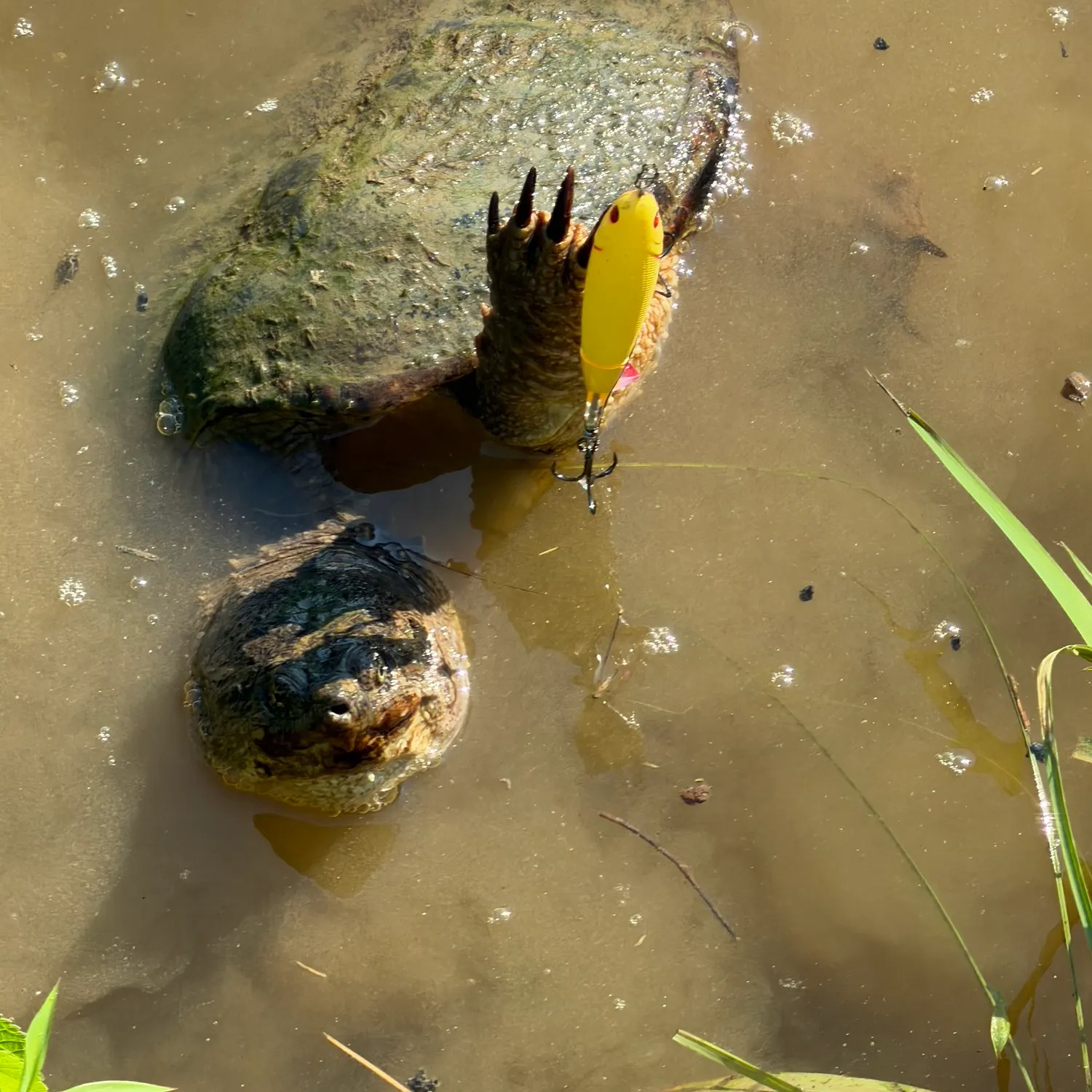 Common snapping turtle caught on Fishbrain